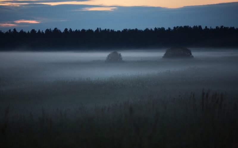Foggy field at dawn
