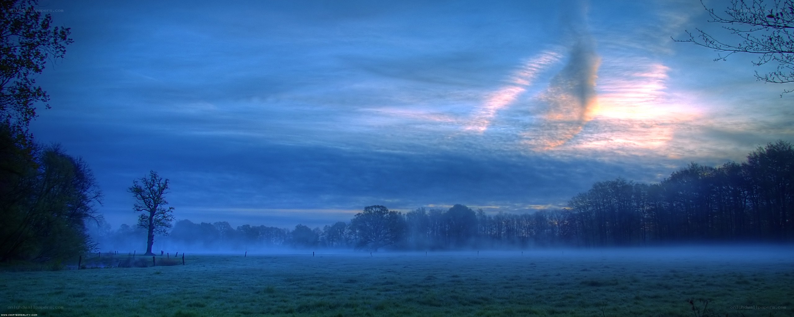 Foggy field at dawn
