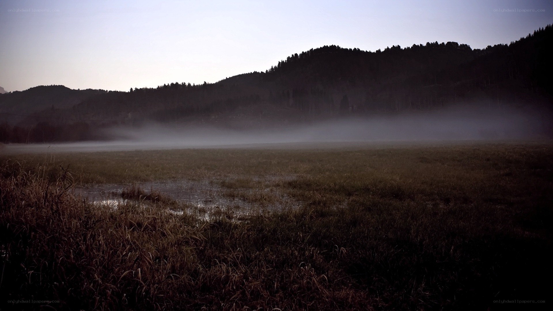 Foggy field at dawn