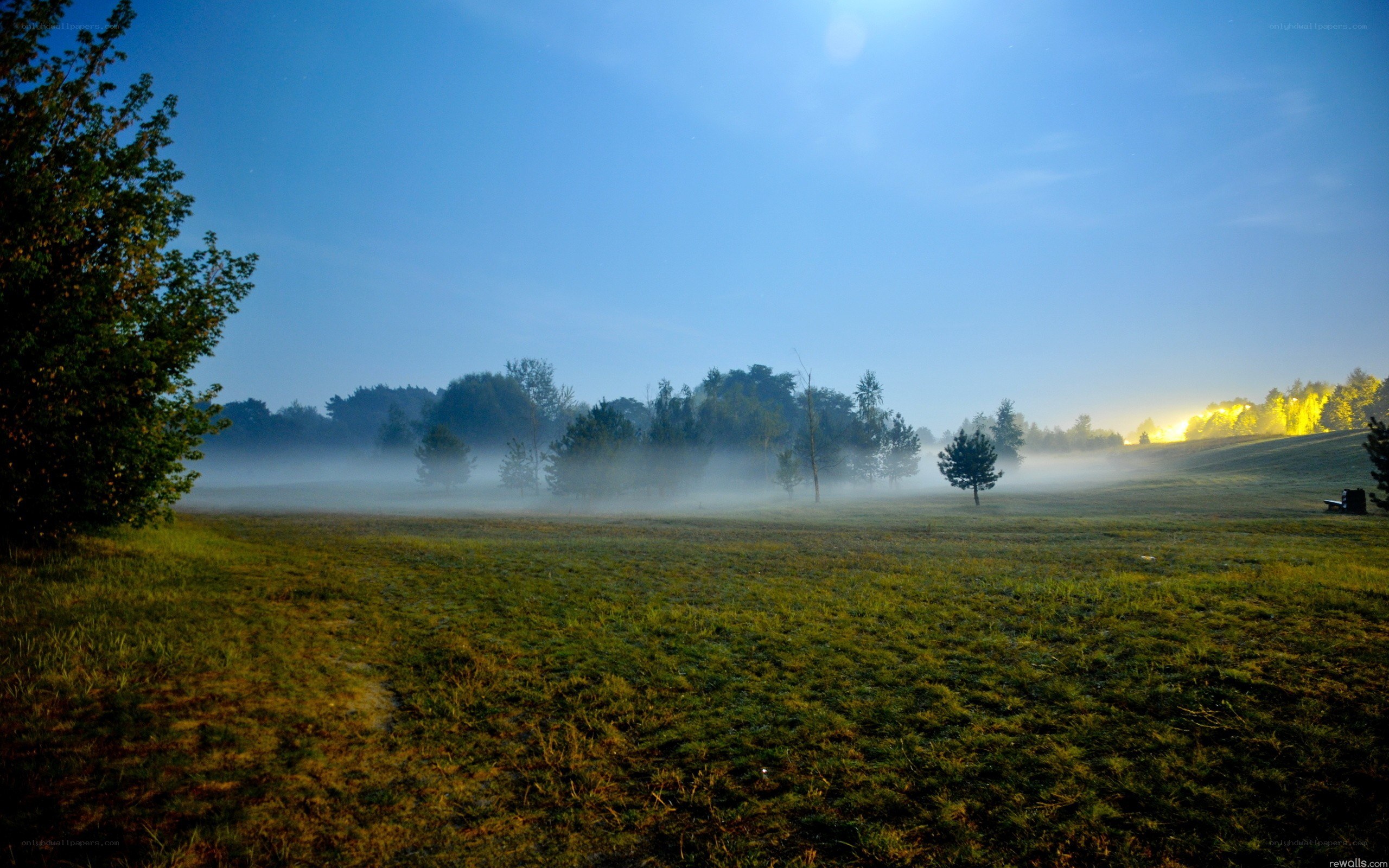 Foggy field at dawn
