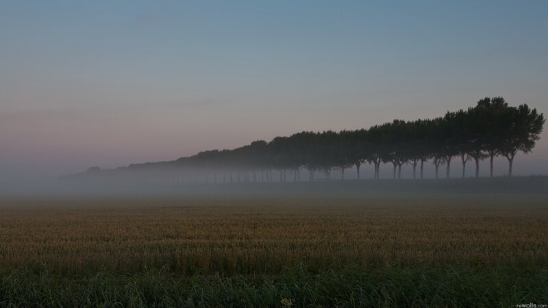 Foggy field at dawn
