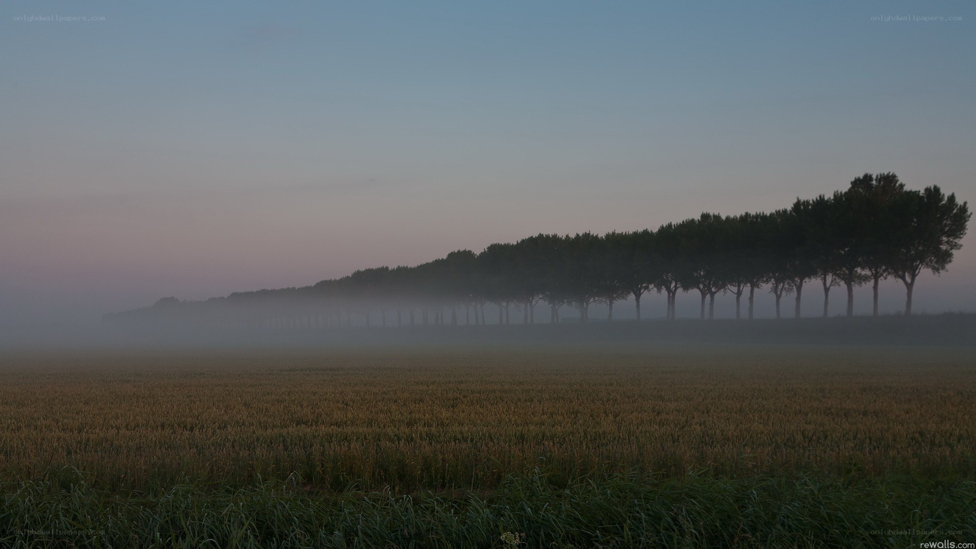 Foggy field at dawn
