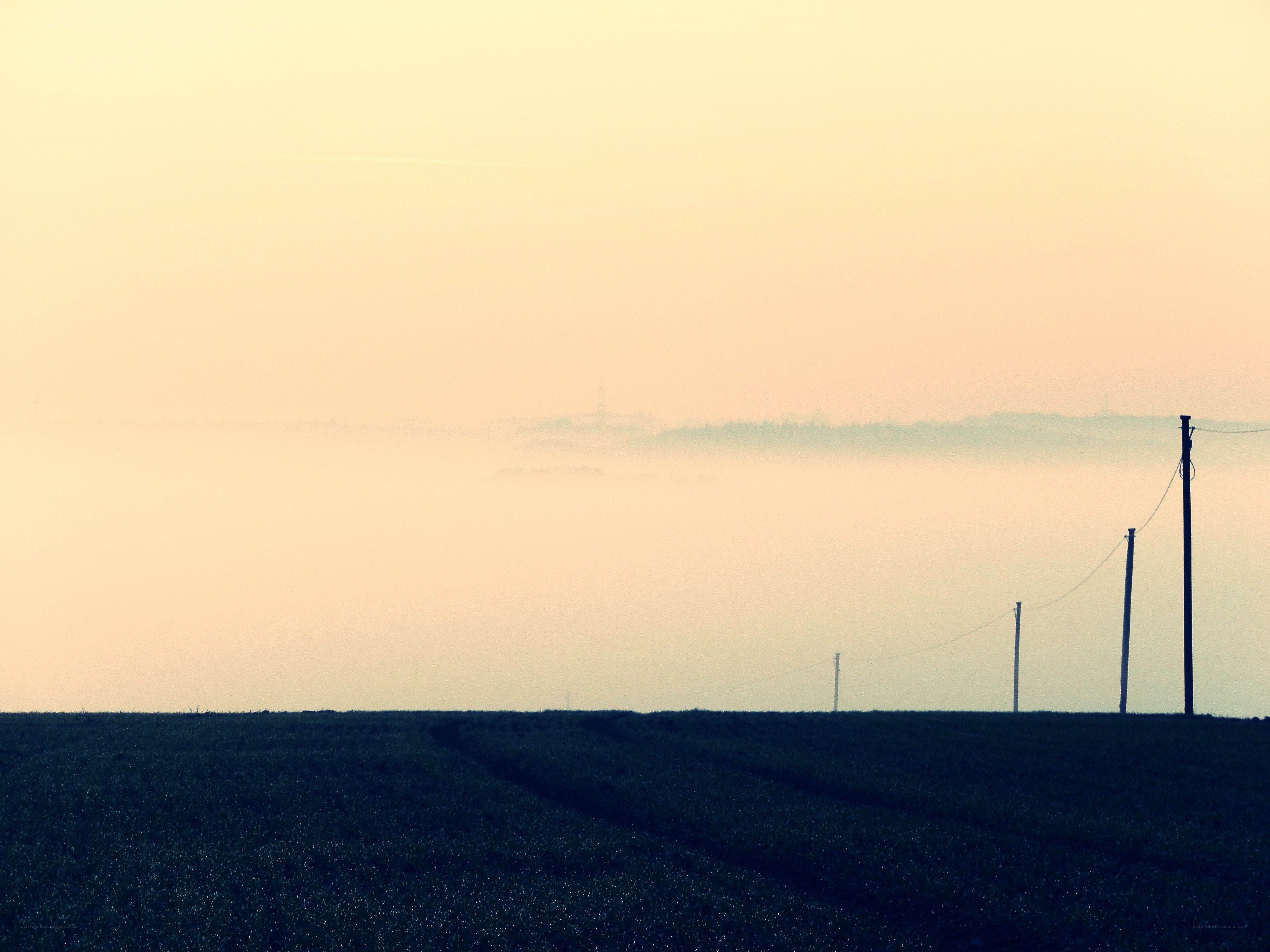 Foggy field at dawn