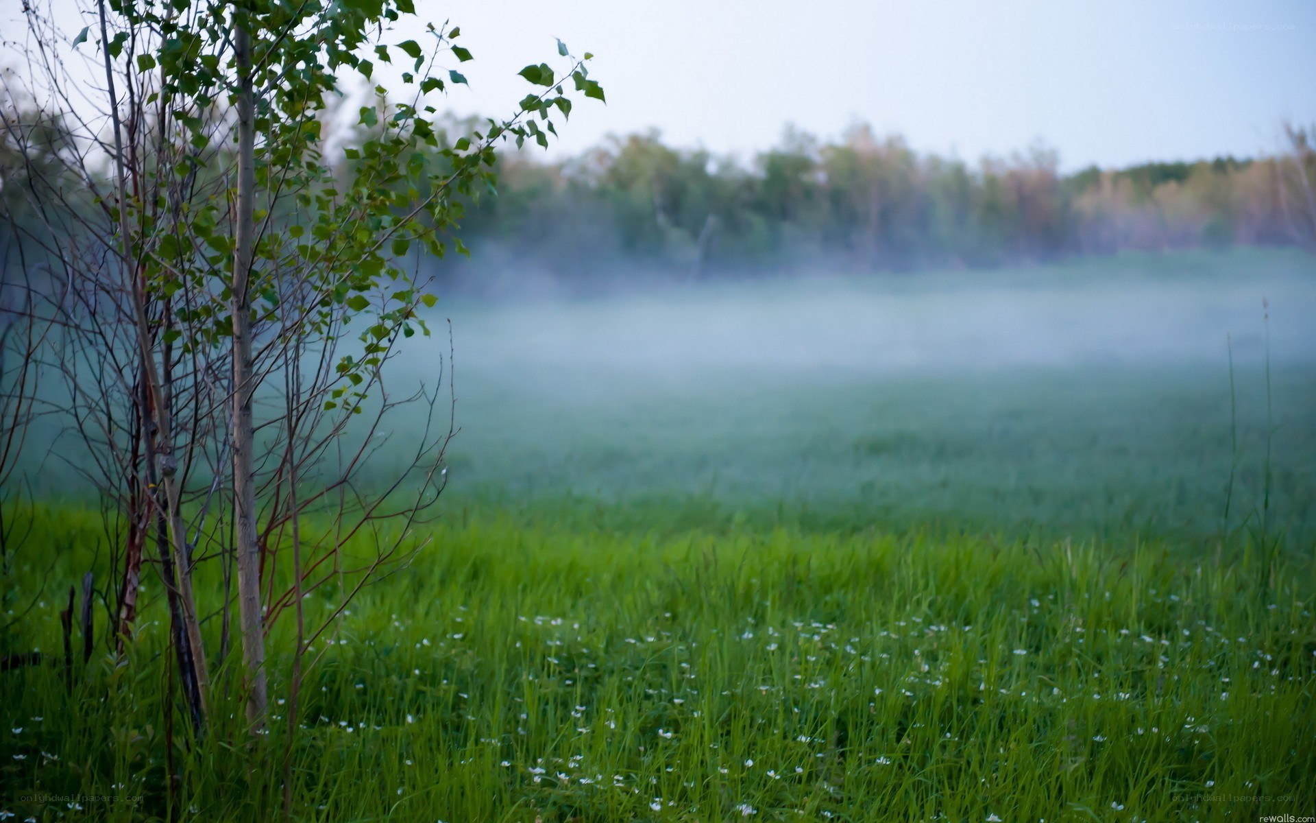 Foggy field at dawn
