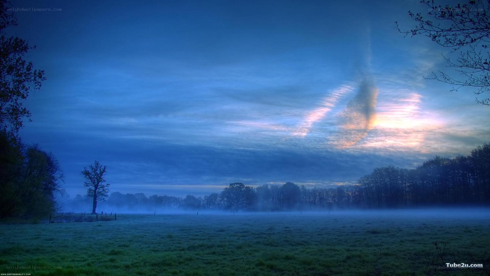 foggy field at dawn