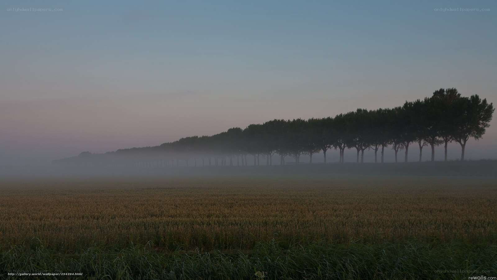 Foggy Field at Dawn