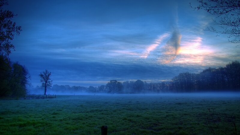 Foggy Field at Dawn — Blue, Serene, Morning, Photograph, Trees