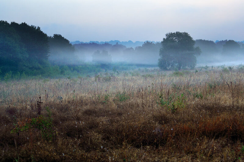 Foggy Field at Dawn — Gray