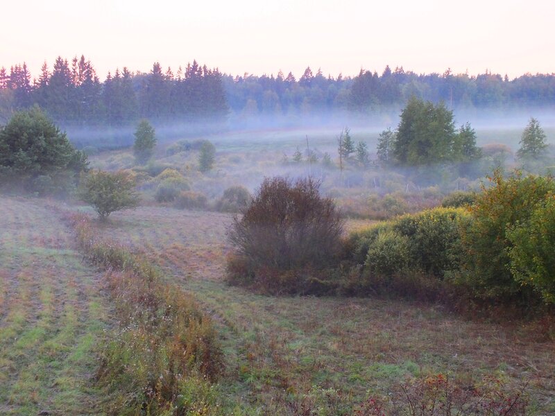 Foggy Field at Dawn — Green, Serene, Morning, Photograph