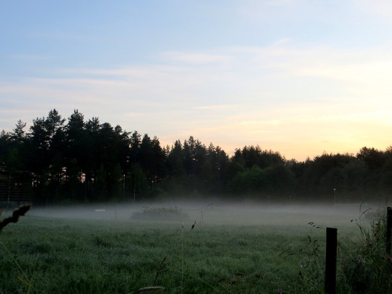Foggy Field at Dawn — Green, Serene, Morning, Photograph, Trees