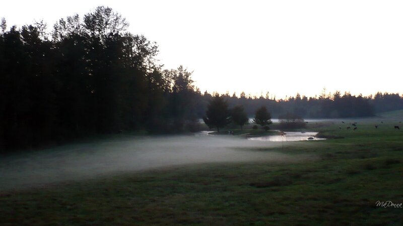 Foggy Field at Dawn — Green