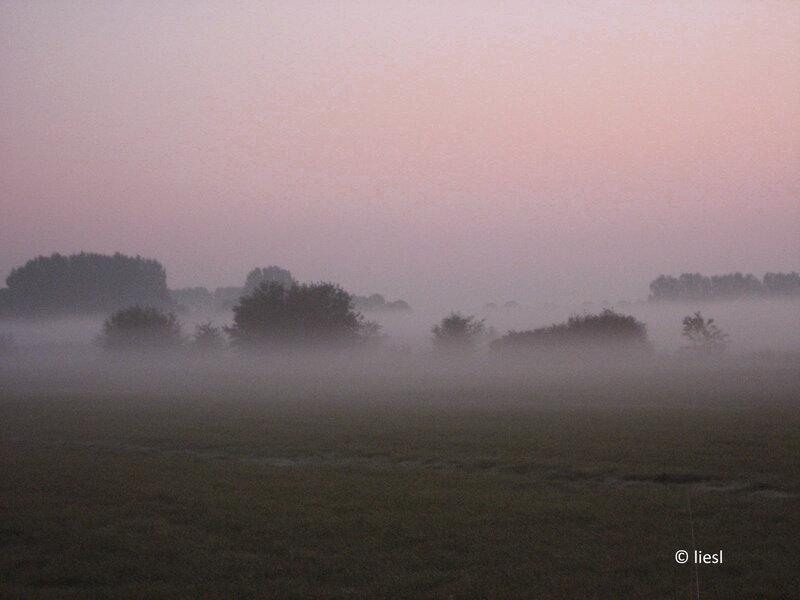 Foggy Field at Dawn — Pink