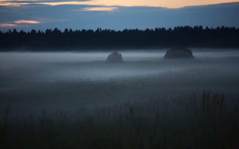 Foggy field at dawn