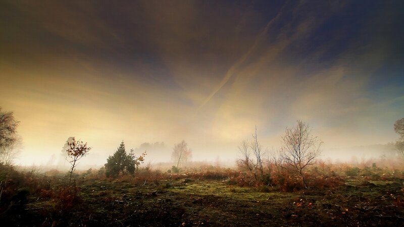Foggy Field at Dawn — Yellow