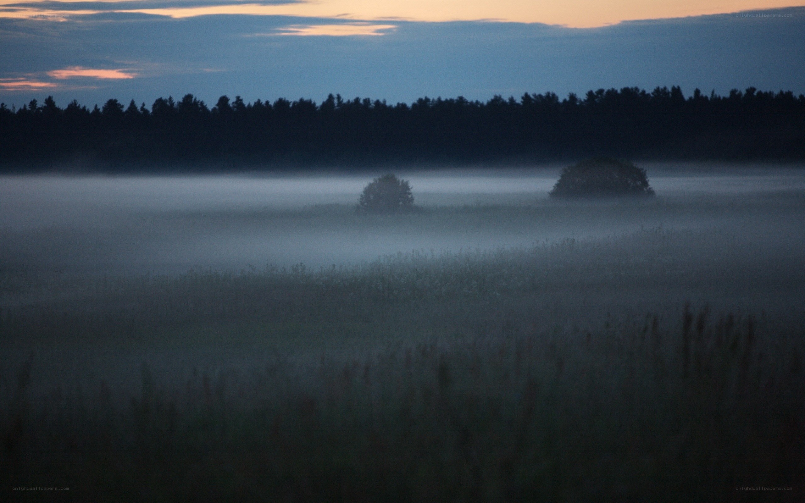 Foggy field at dawn