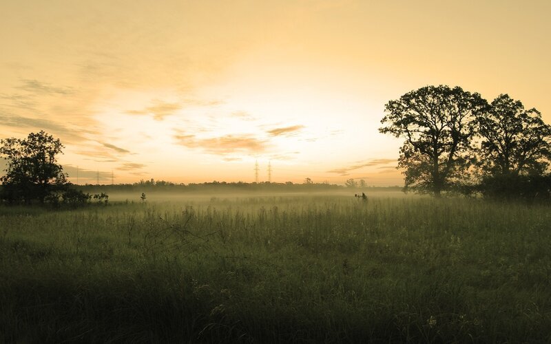 Foggy field at sunrise