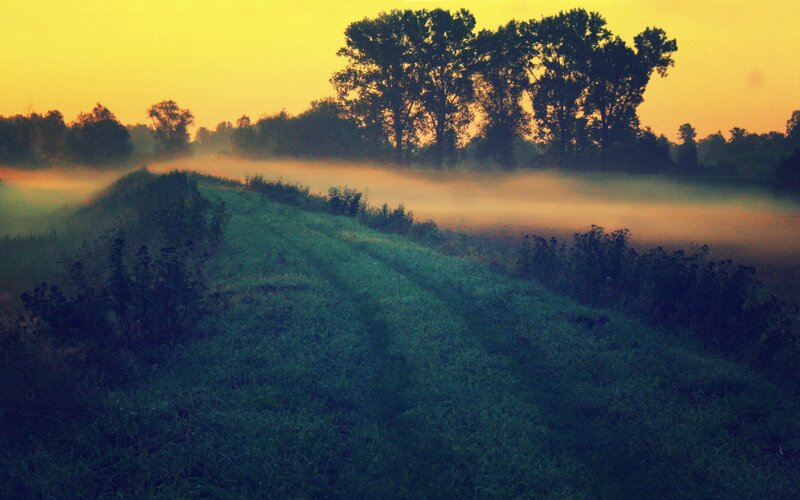 Foggy field at sunrise