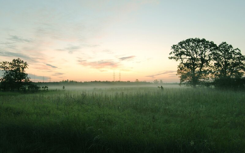 Foggy field at sunrise