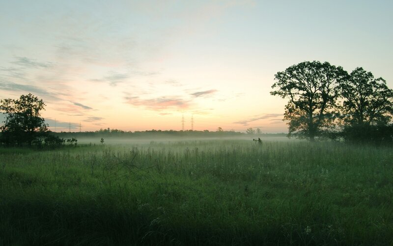 Foggy field at sunrise