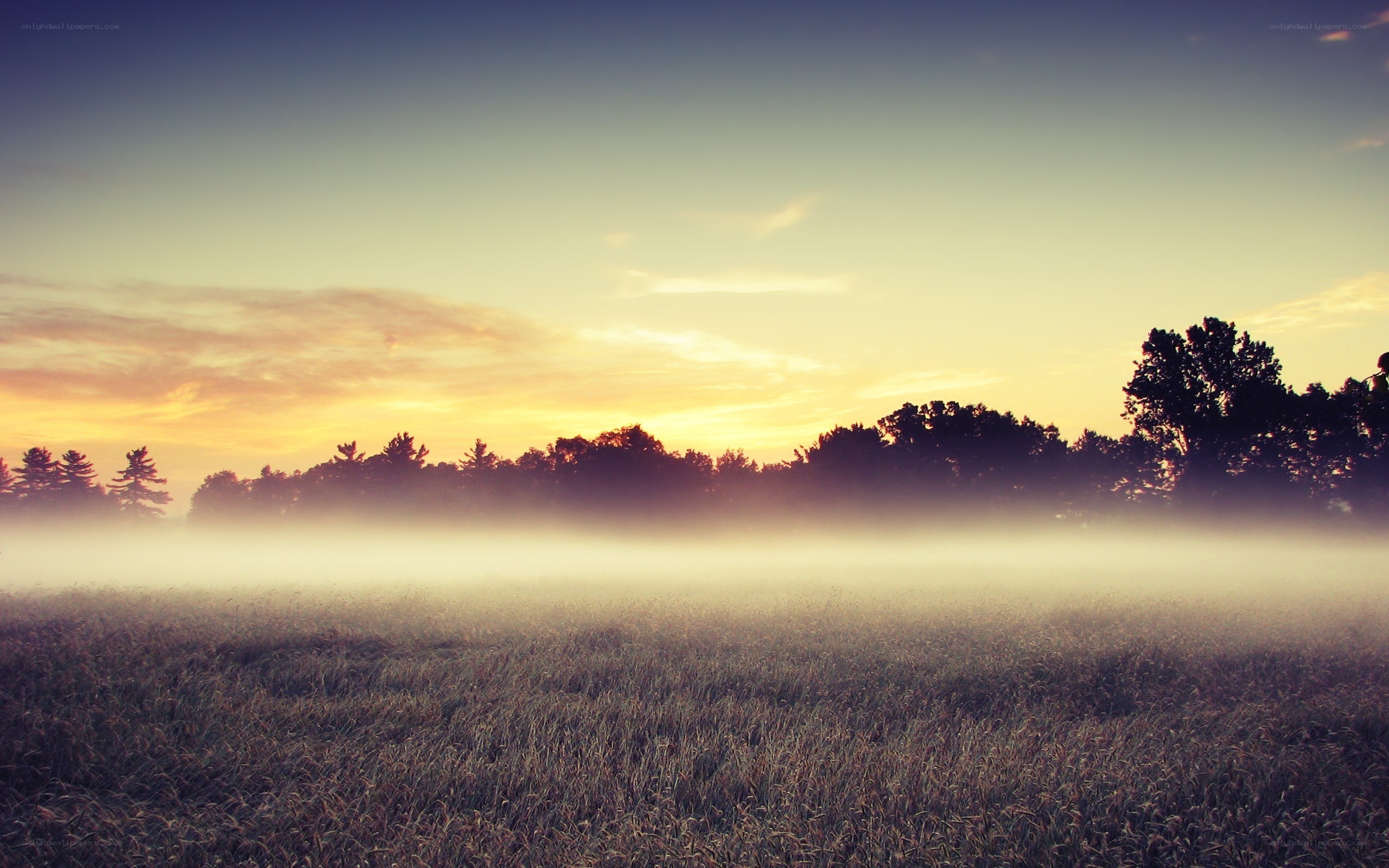 foggy field at sunrise