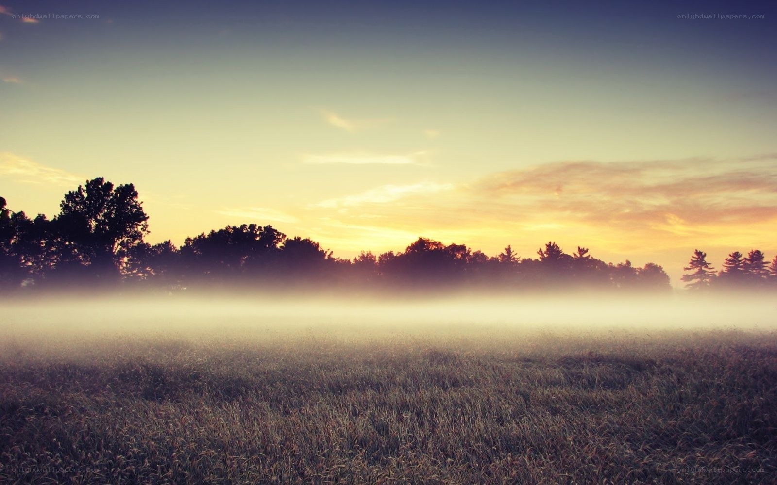 foggy field at sunrise