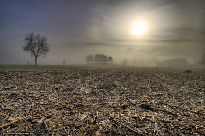 Foggy Field at Sunrise — Brown, Misty
