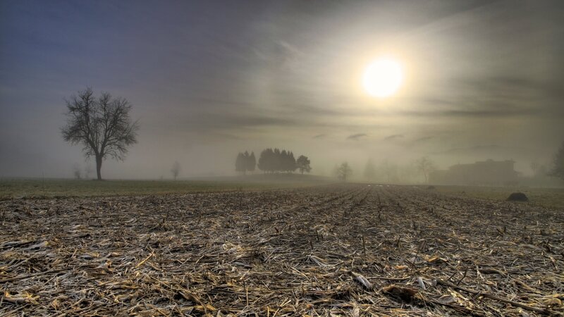 Foggy Field at Sunrise — Brown