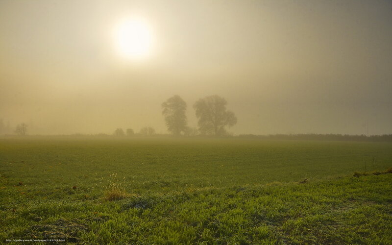 Foggy Field at Sunrise — Green, Misty