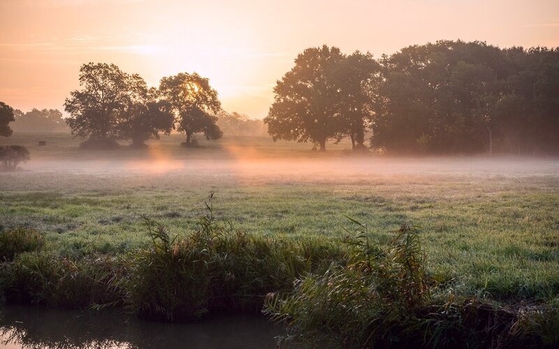 Foggy Field at Sunrise — Green, Serene, Photograph