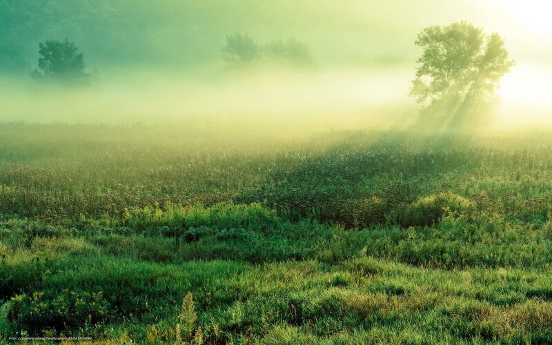 Foggy Field at Sunrise — Green, Serene, Photograph, Trees, Grass