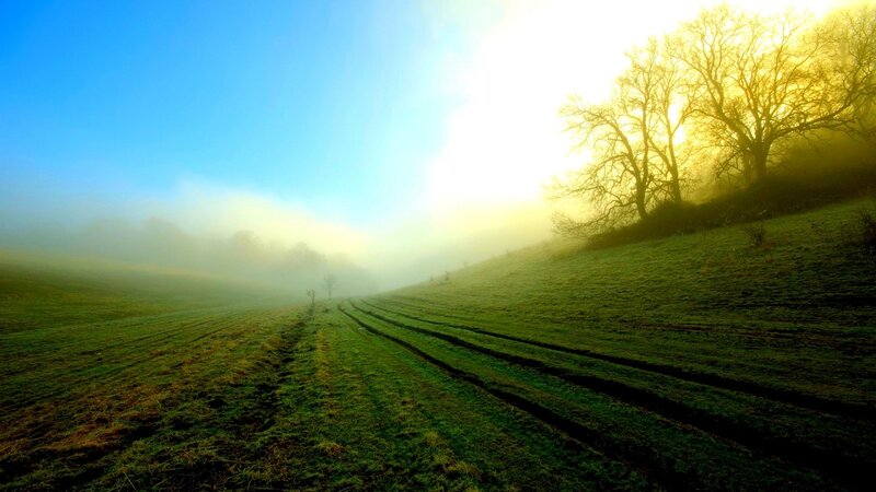 Foggy Field at Sunrise — Green, Serene, Photograph, Trees
