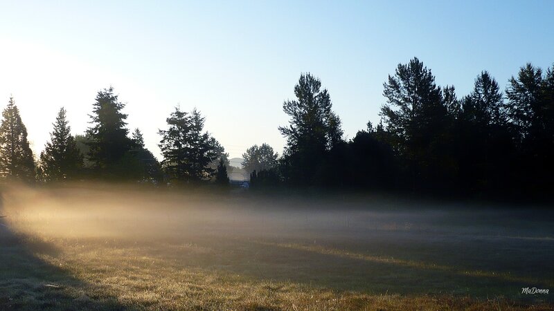 Foggy Field at Sunrise — Green, Serene