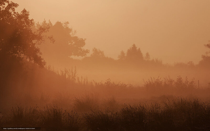 Foggy Field at Sunrise — Orange, Serene, Photograph, Trees, Grass