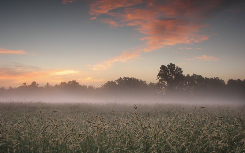 Foggy Field at Sunrise — Orange, Serene, Photograph, Trees, Sky
