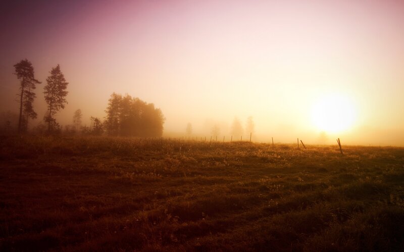 Foggy Field at Sunrise — Purple, Serene, Photograph, Sun, Trees