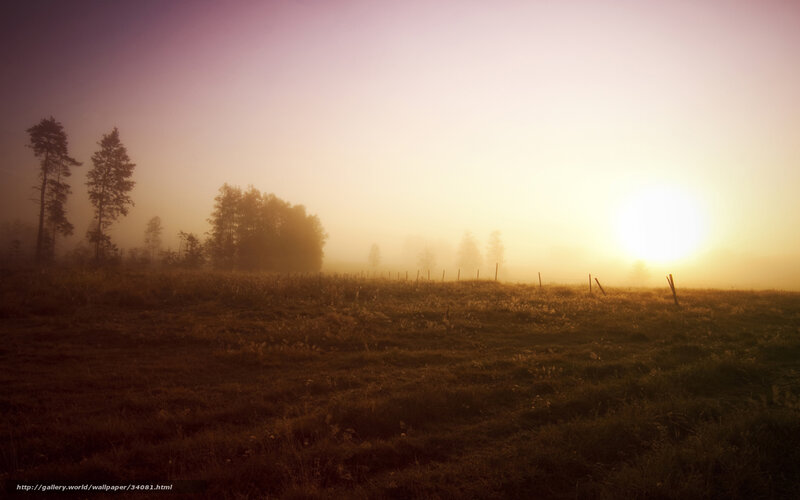 Foggy Field at Sunrise — Purple
