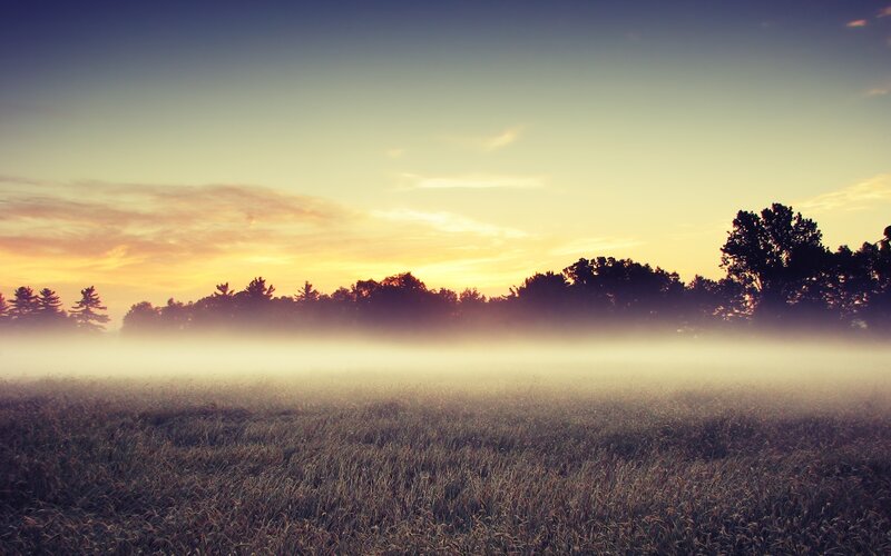 Foggy Field at Sunrise — Yellow, Serene, Photograph, Trees