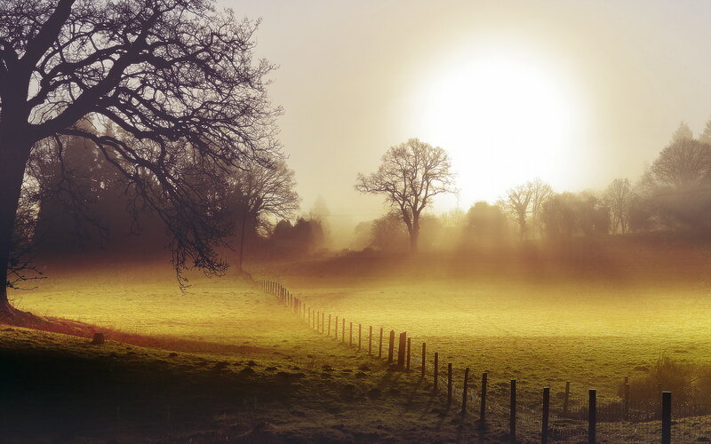 Foggy Field at Sunrise — Yellow, Serene