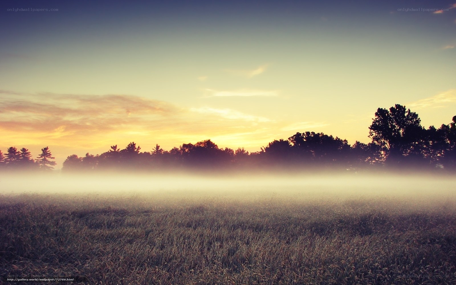 Foggy Field at Sunrise