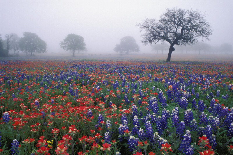 Foggy field of wildflowers