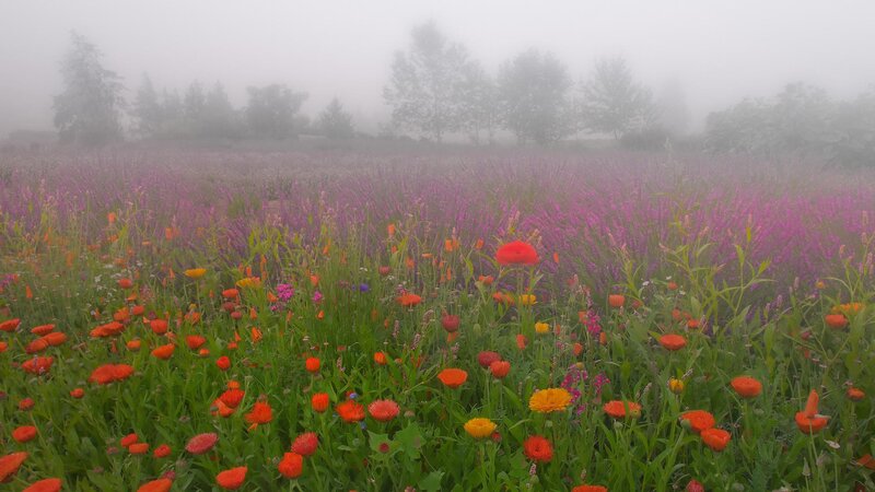 Foggy field of wildflowers