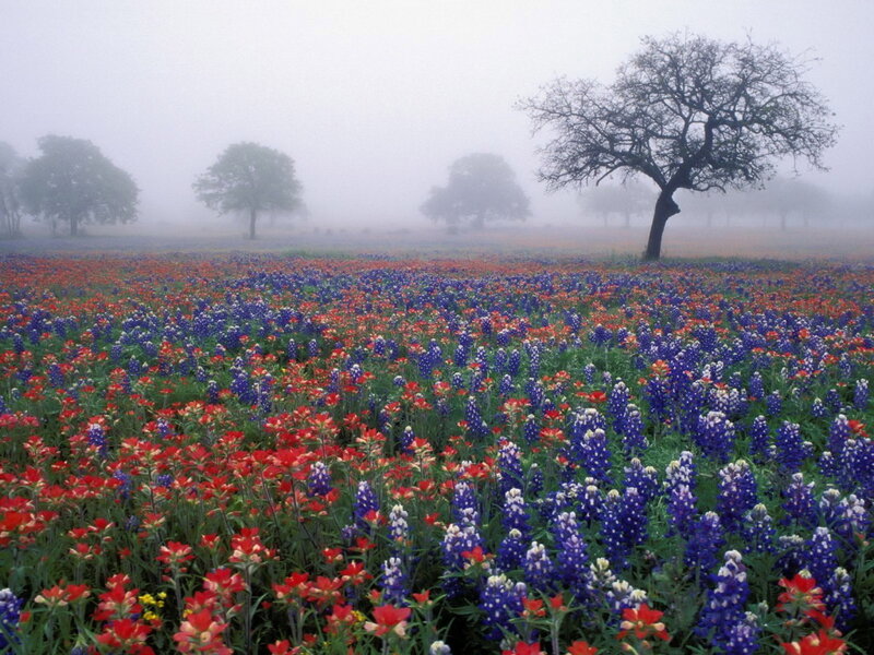 Foggy field of wildflowers