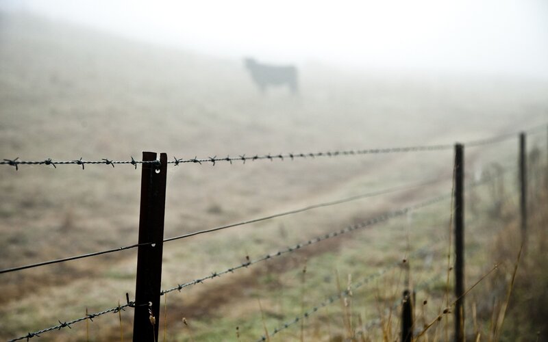 Foggy field with barbed wire fence
