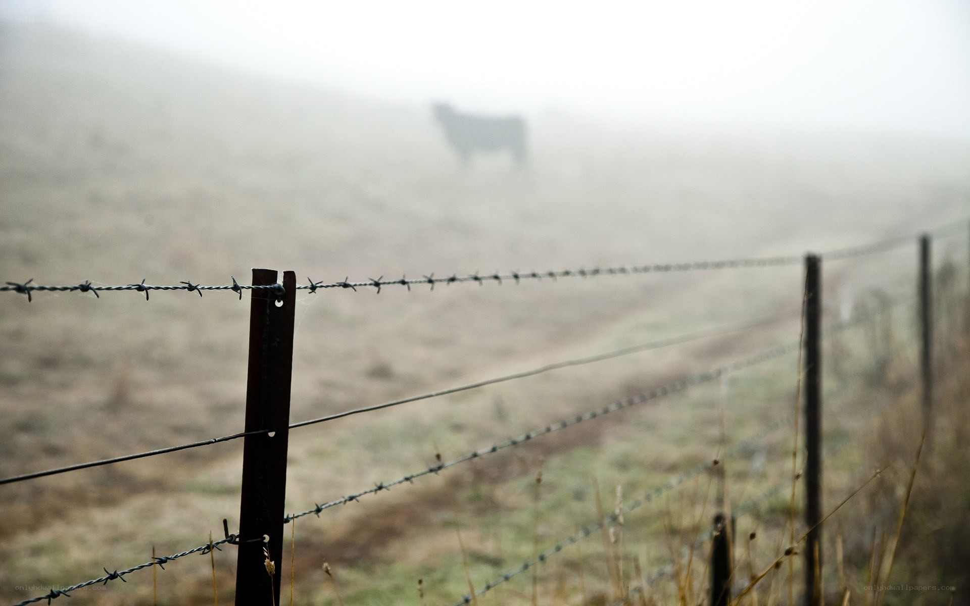 Foggy field with barbed wire fence