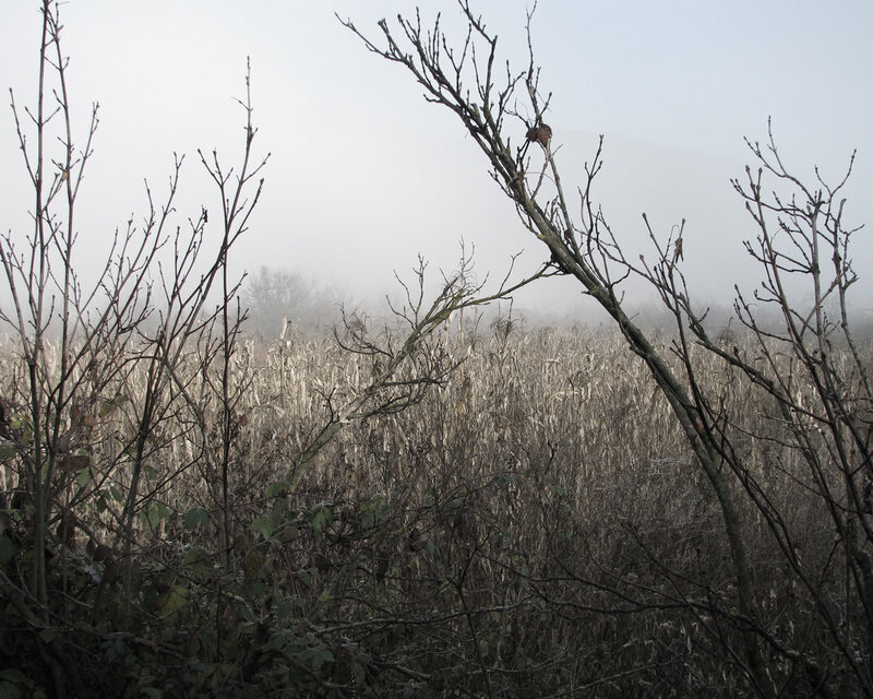 Foggy field with bare branches