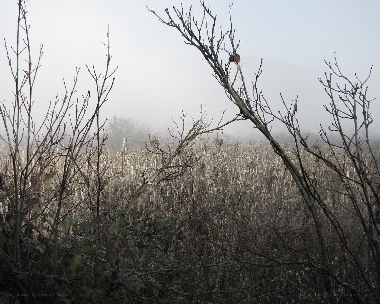Foggy field with bare branches