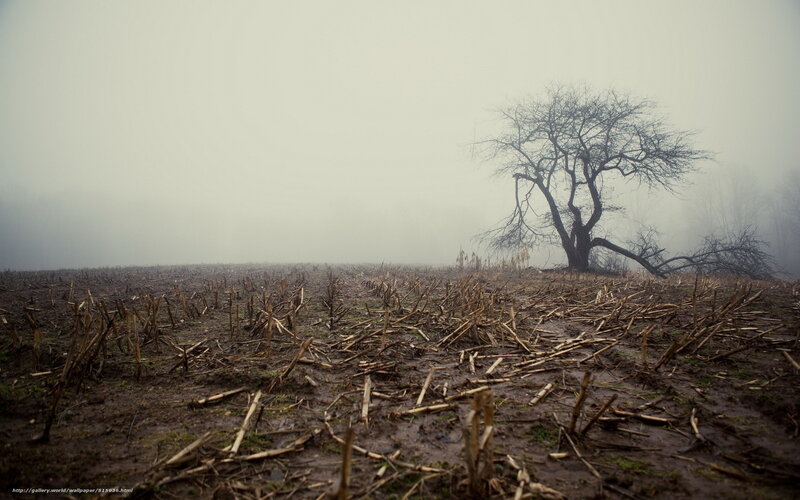 Foggy field with bare tree