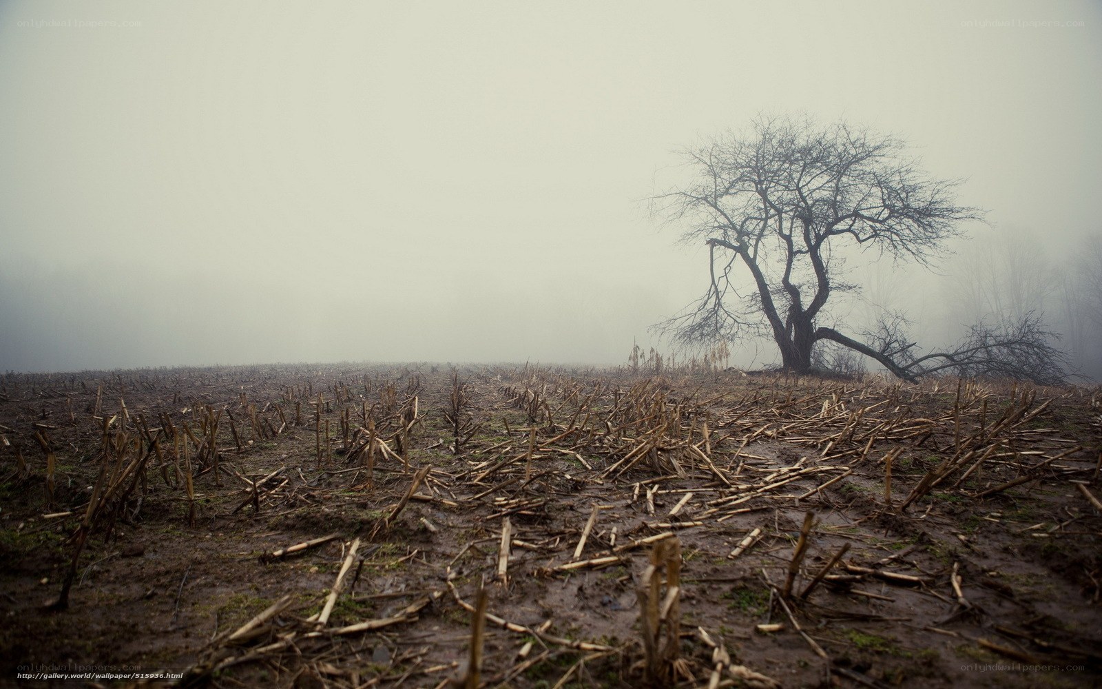 Foggy field with bare tree
