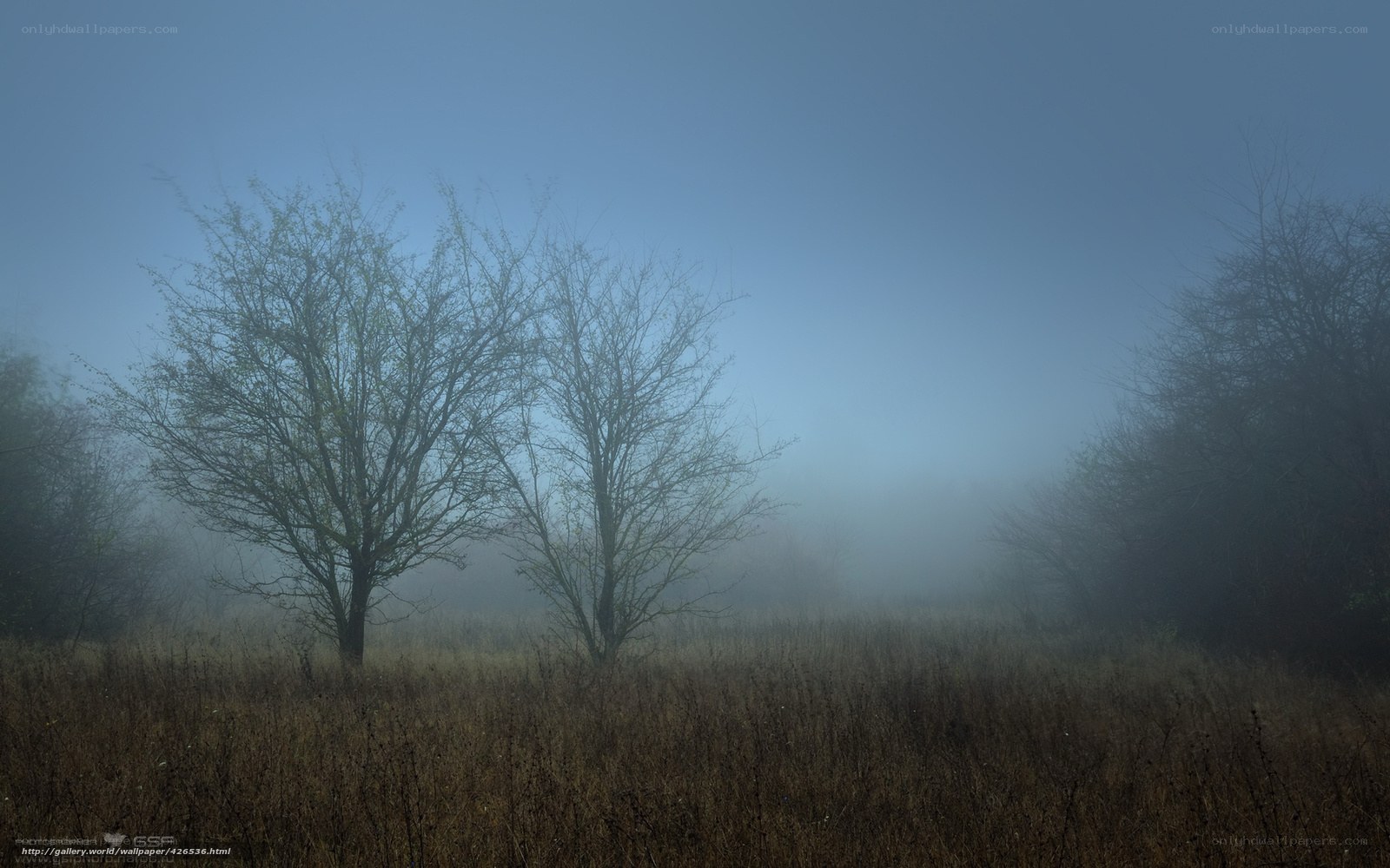 Foggy field with bare trees
