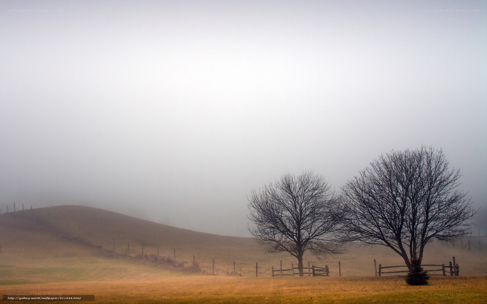 Foggy field with bare trees